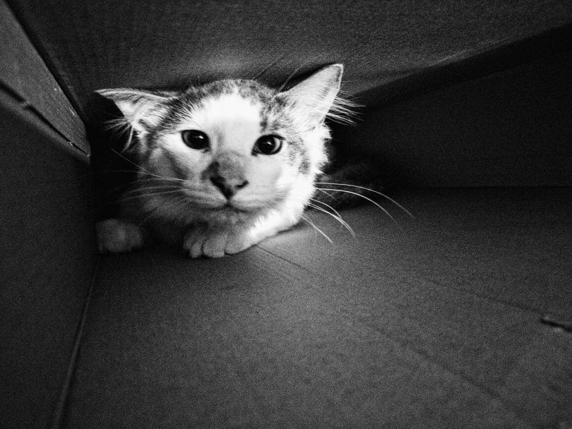 Why Do Cats Enjoy Boxes So Much?. Extra safety tips to consider before