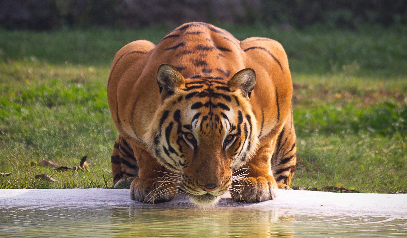 The Tragedy of the White Tiger. From king, to god, to inbred… by