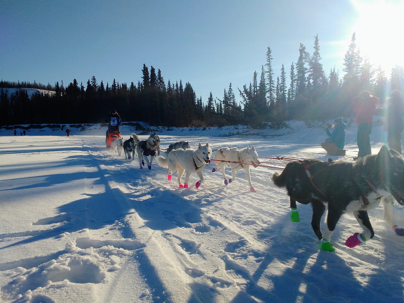 Dog mushing in Yukon Territory, Canada by Daniel Miller Medium