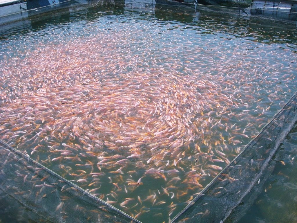 Ternak Ikan Air Tawar yang Paling Menguntungkan, Omzet Mencapai Ratusan  Juta ! | by Fahrizal WA | Medium