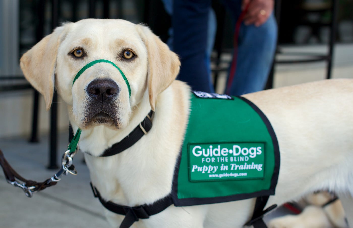 How Much Do Seeing Eye Dog Trainers Make