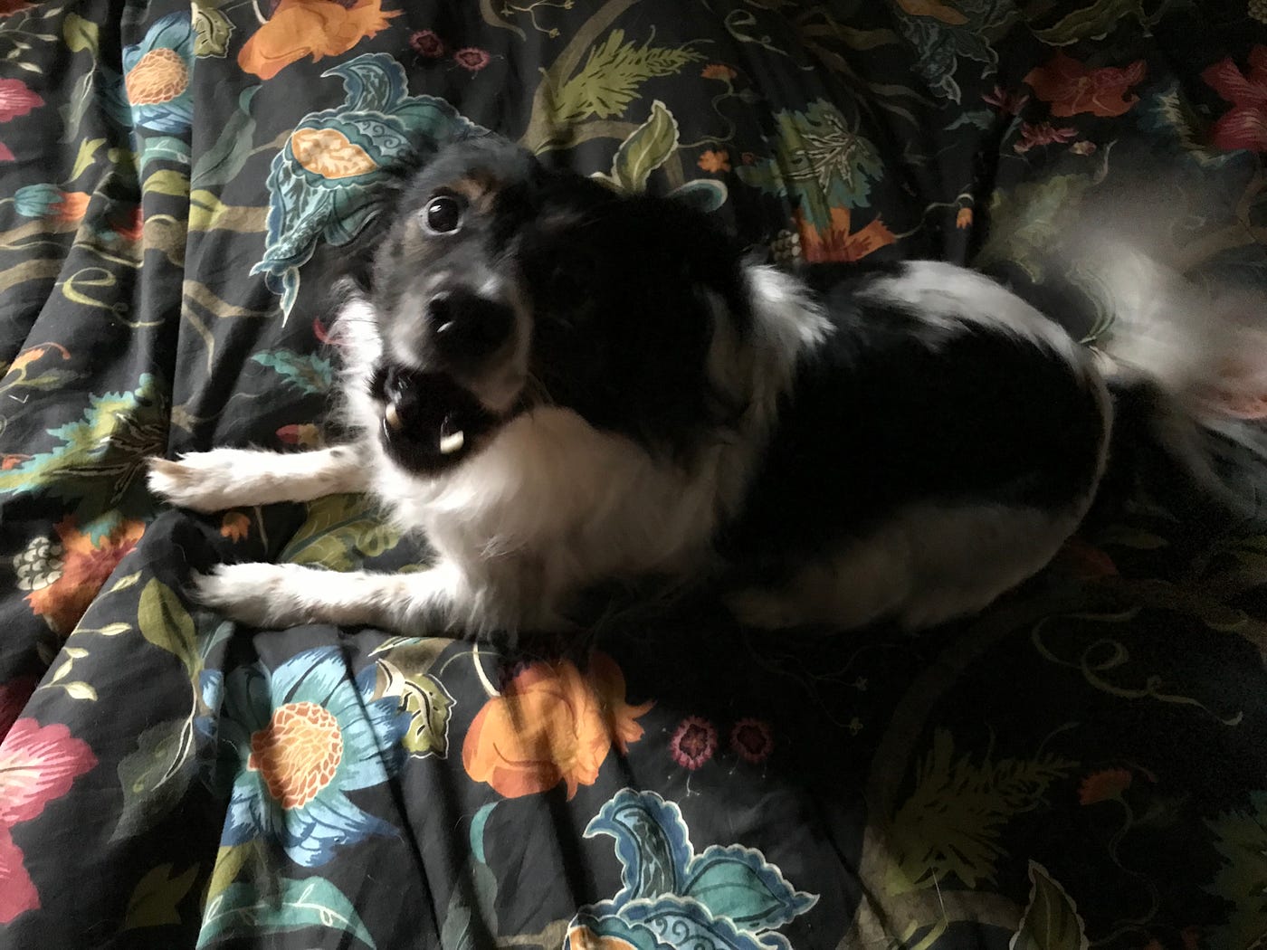 You Want Me Off the Bed? What, Even, Does That Mean? by Susan Alison