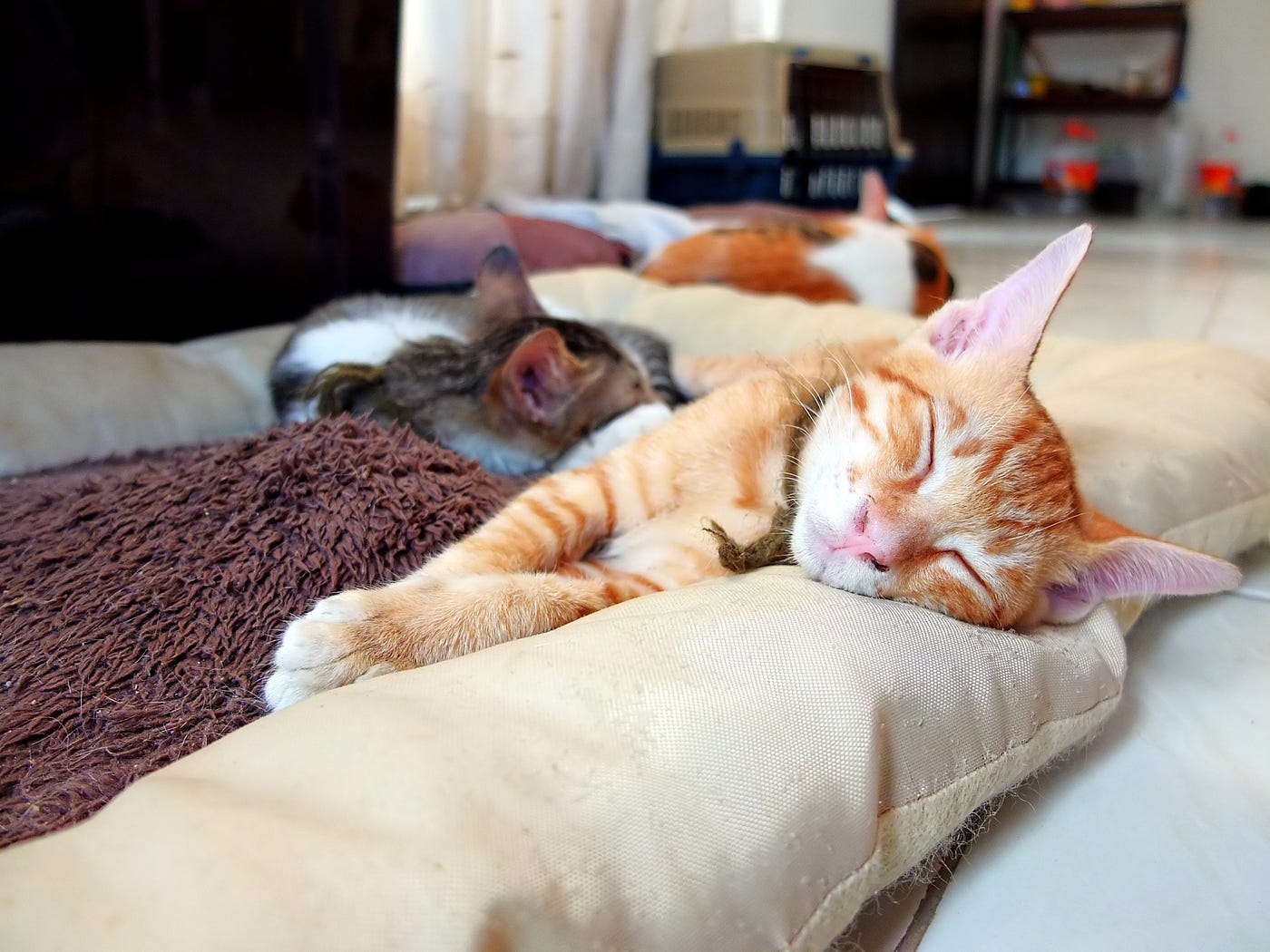 Creating a cat haven 8 tips to make your home catfriendly by