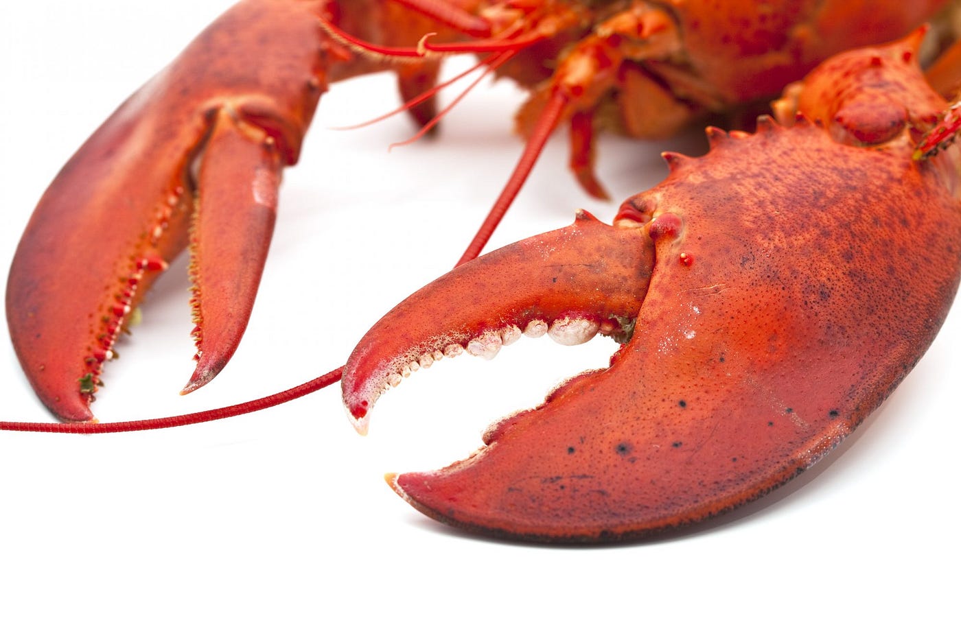 Here’s Why Lobsters Have Two Different Claws by Dustin Newell Apr