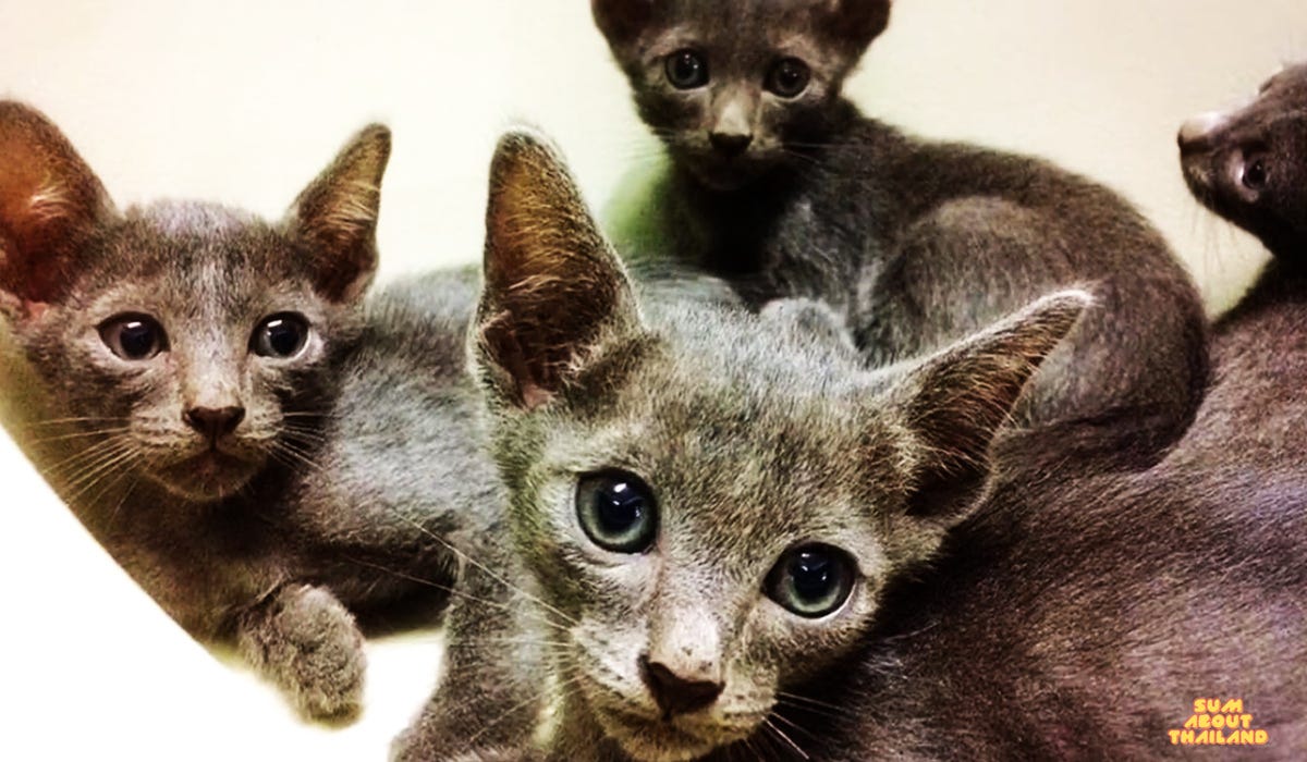 Korat cat, Thai cat, Thailand. The Korat cat, sometimes known as the