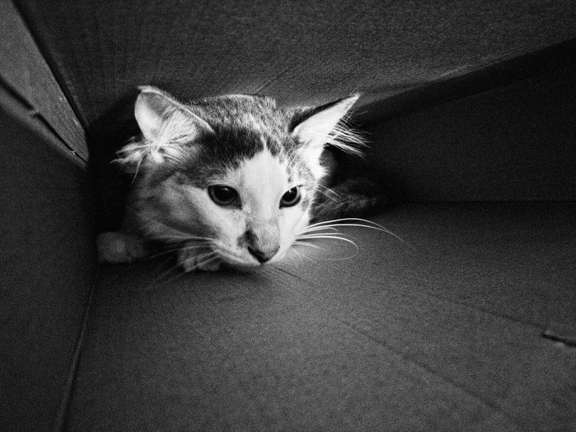 Why Do Cats Enjoy Boxes So Much?. Extra safety tips to consider before