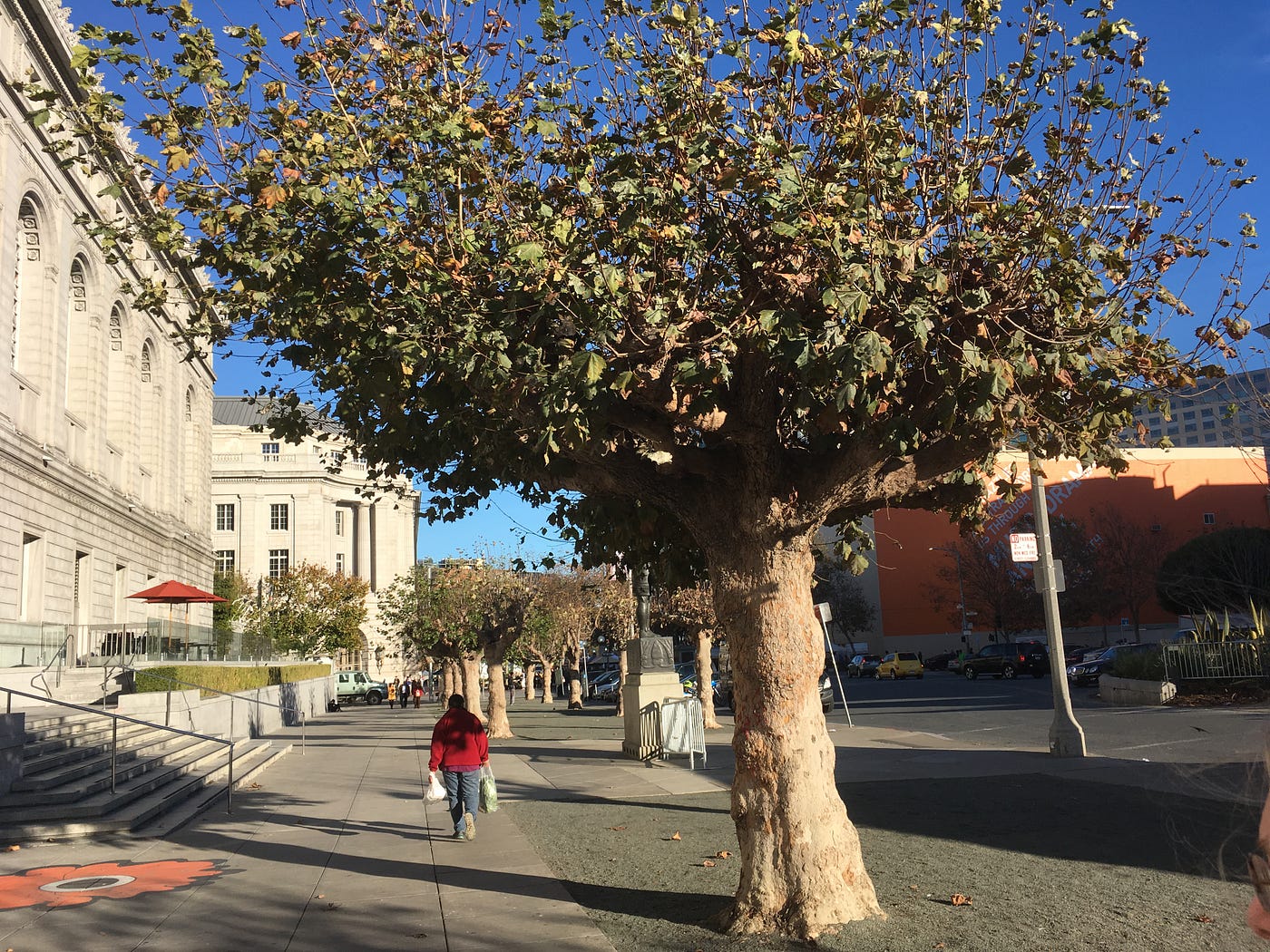 None of These Trees Belong in San Francisco and Neither Do You and That