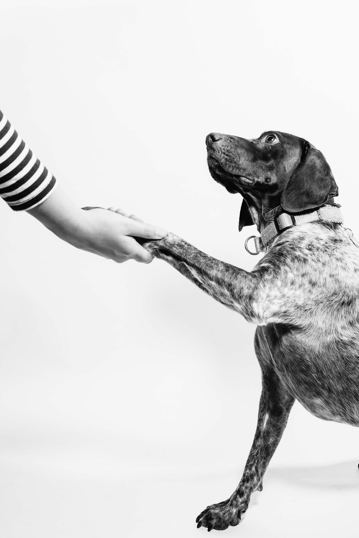Is Your Dog a Lefty or a Righty?. Research shows lefties are more