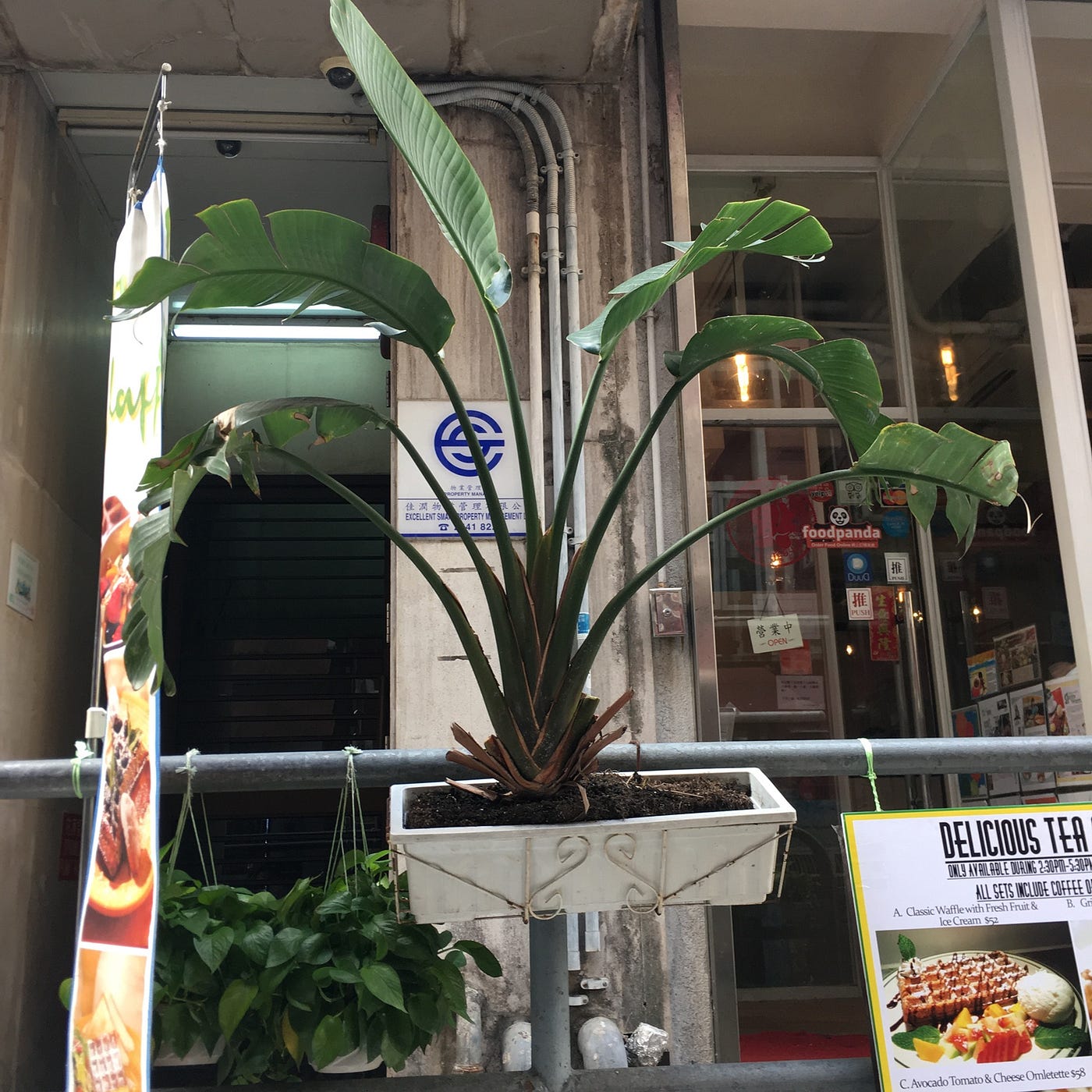 Pot plants in Hong Kong. Hong Kong, as an international city… by Su
