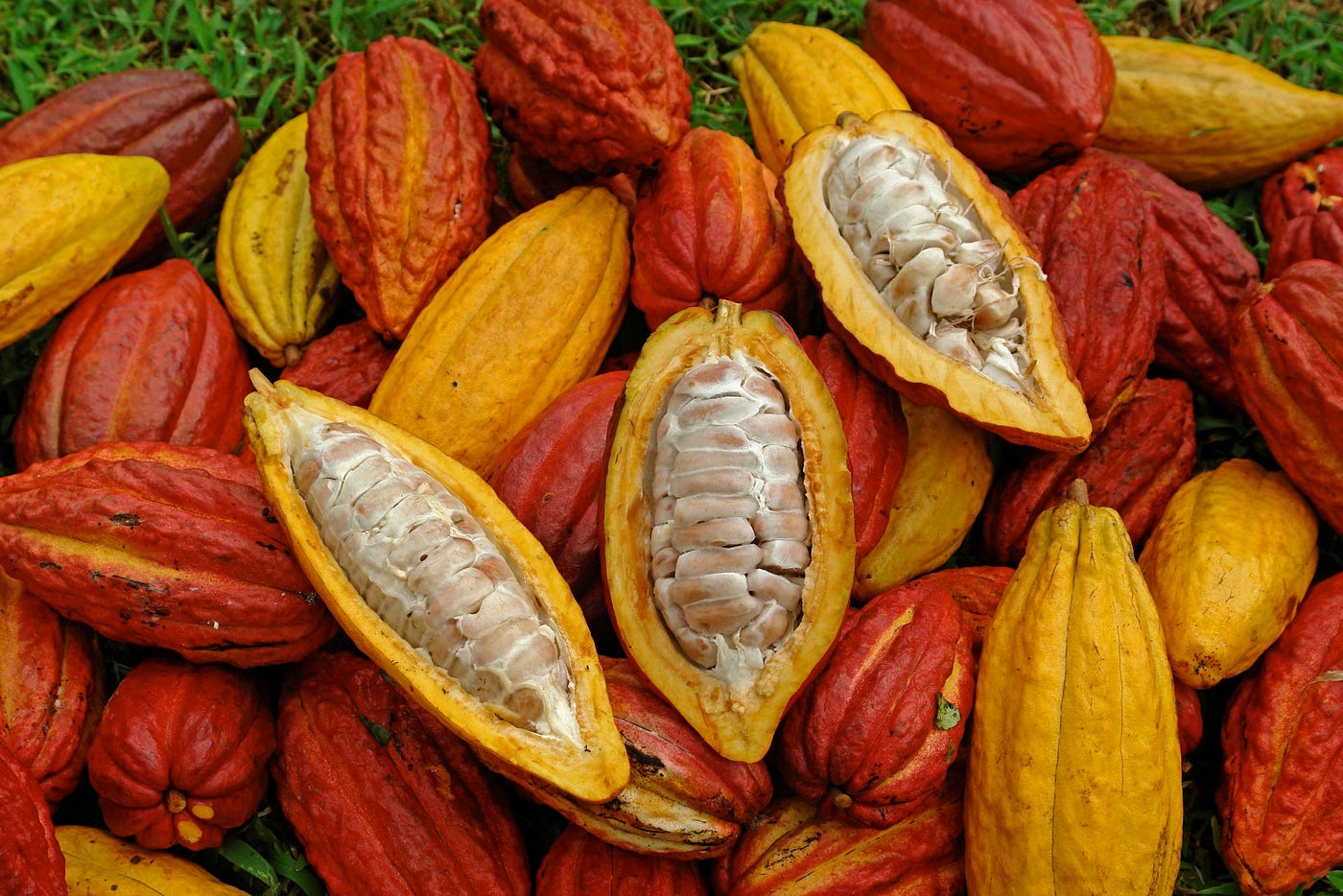 Amazing Facts about Cacao Tree. The botanical name of cacao tree is