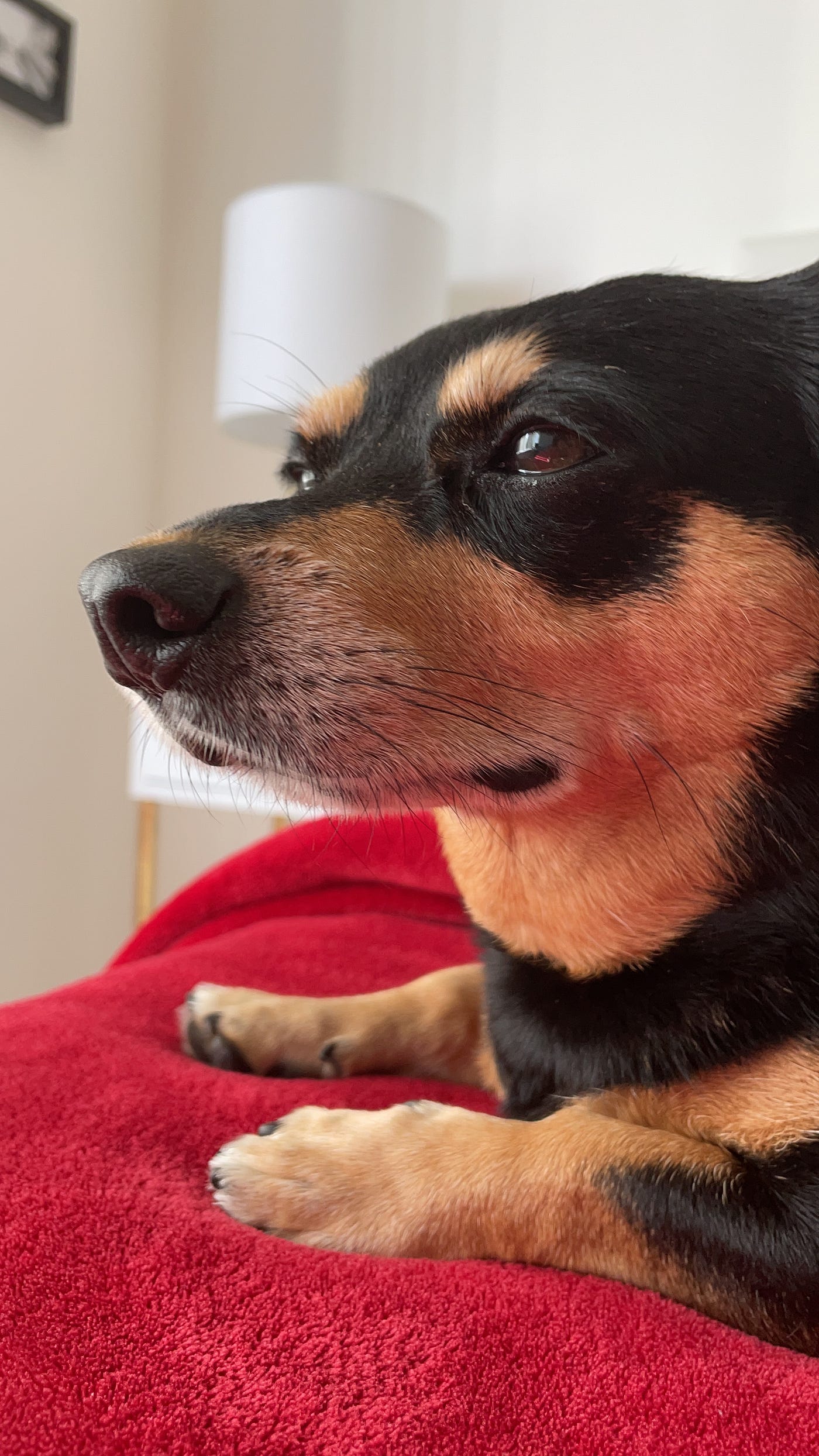 Why Does My Dog Cuddle Between My Legs