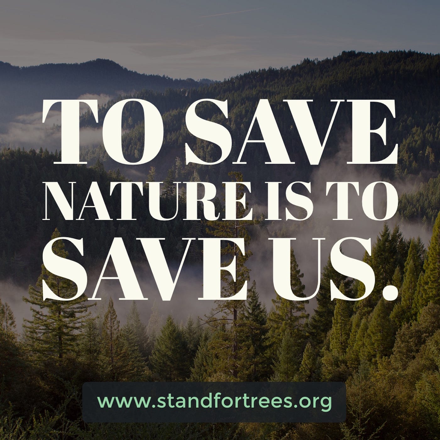 Why You Should Stand For Trees. Trees deserve more credit for all of