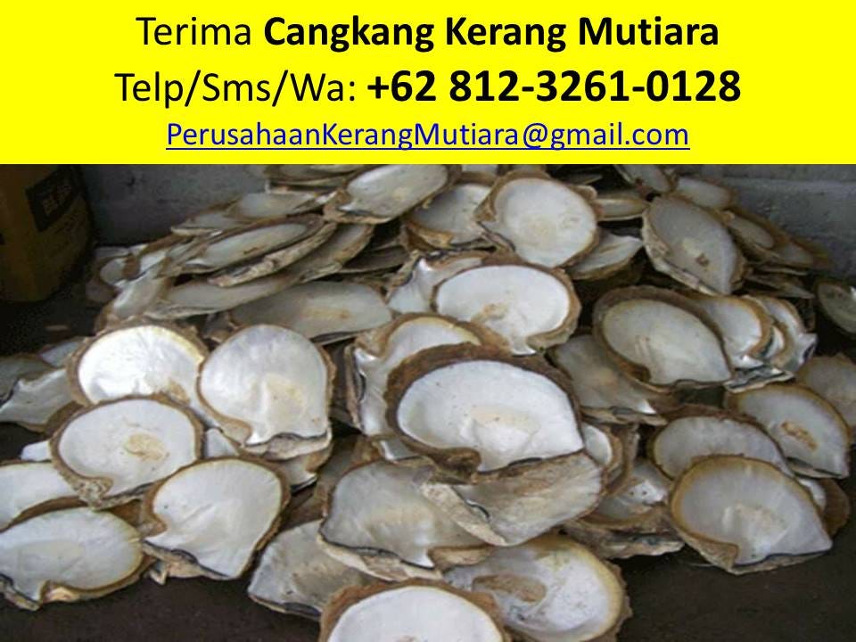 Beli Kerang Mutiara, +62 812–3261–0128, Terima Kerang Mutiara | by Kerang  Mutiara | Medium