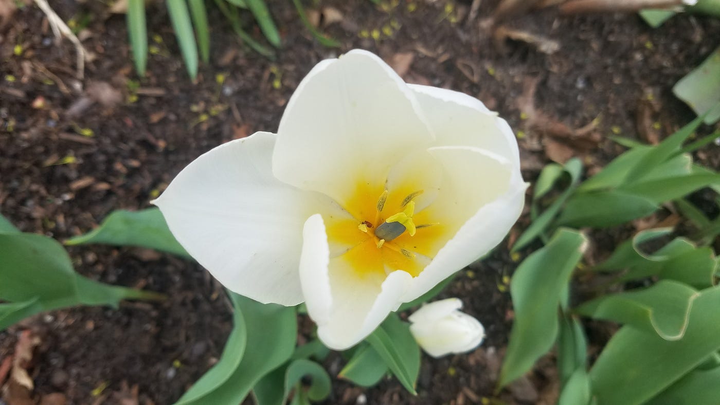 Why do Tulips Open in Sunlight and Close after Sunset? by Charles Xie
