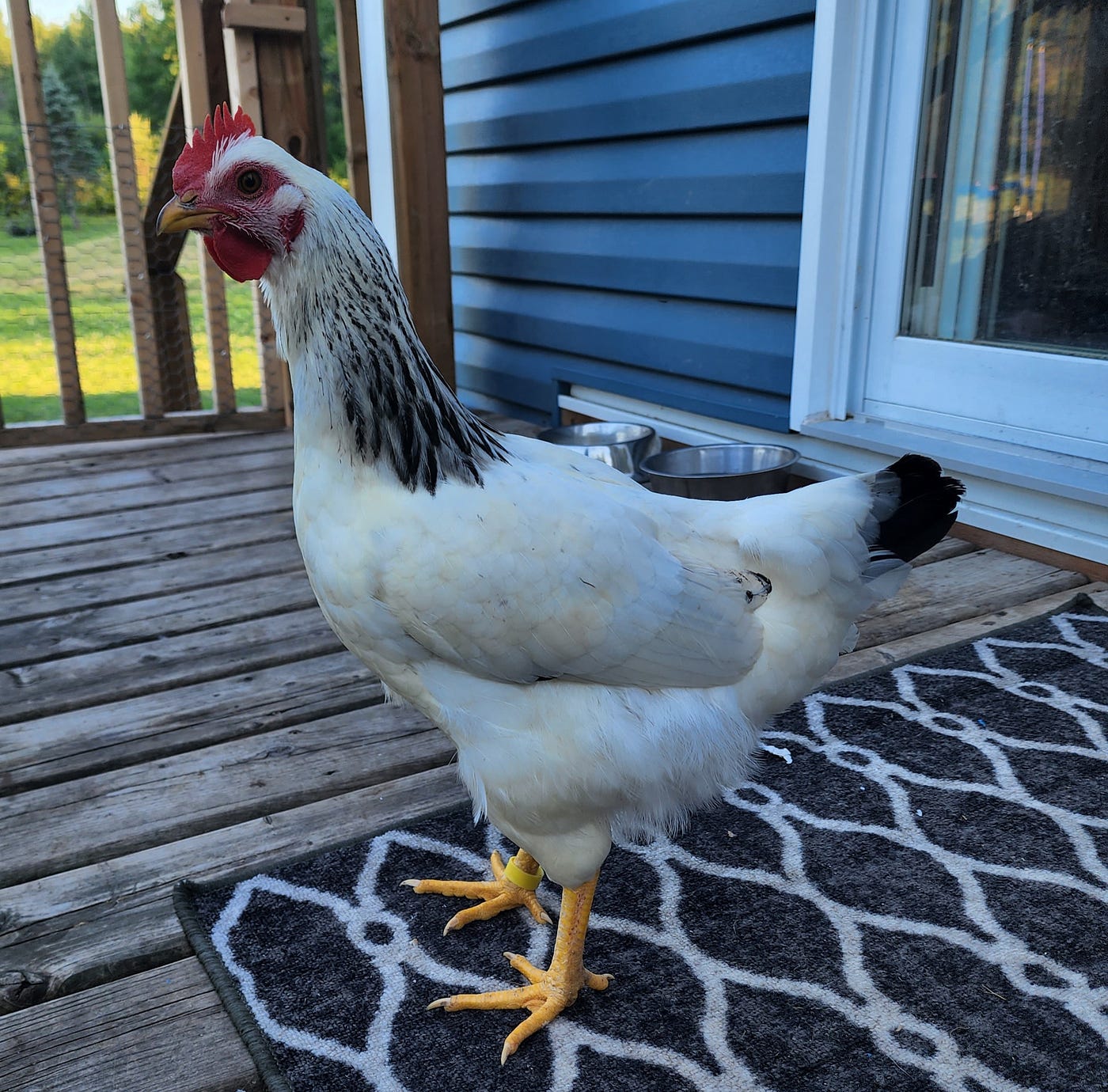 Did You Know… (Chickens). Chickens are the closest cousin of the… by