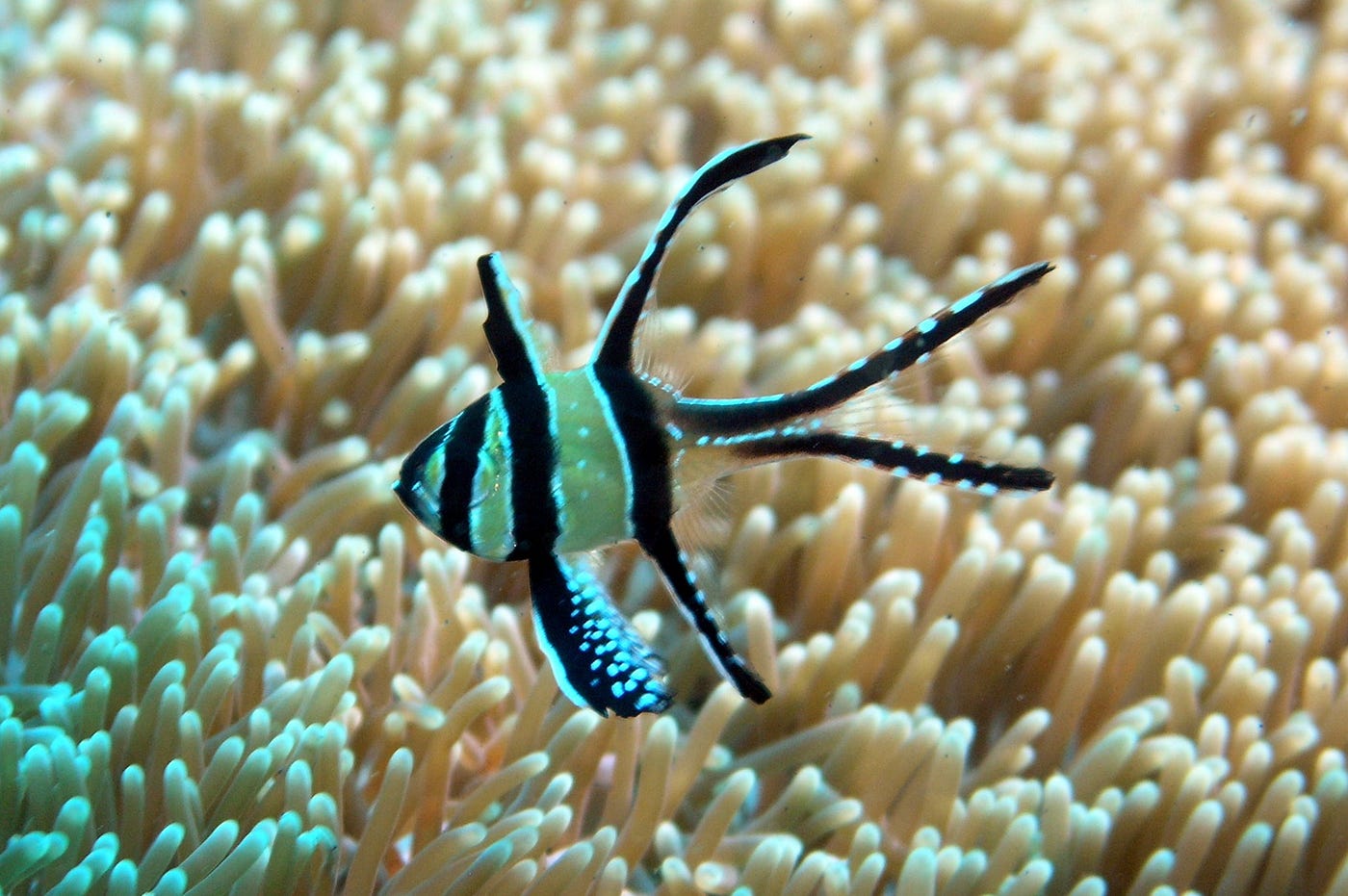 5 Endemic Marine Species of Indonesia You Should Know by Ikram