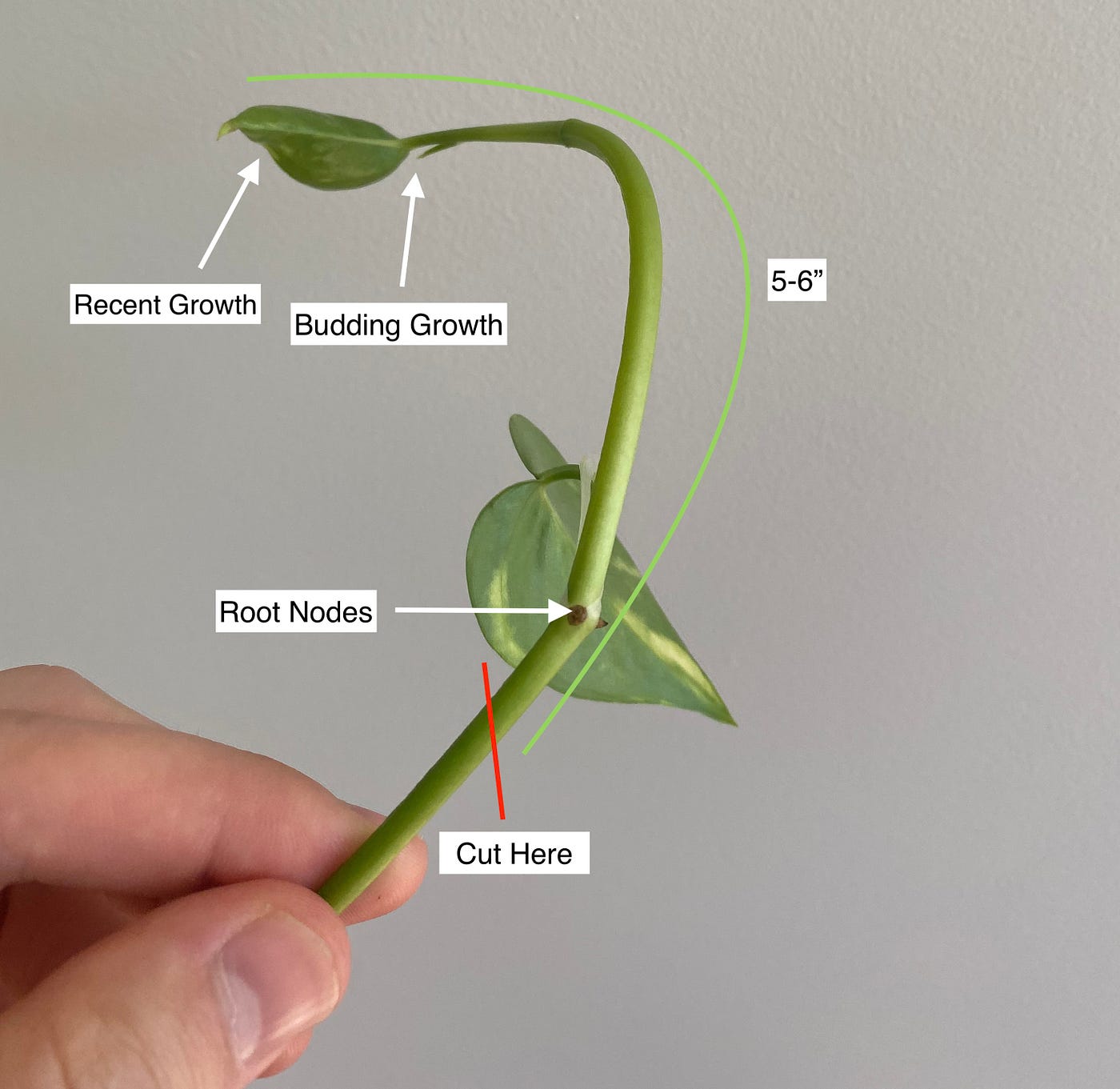 Plant Node
