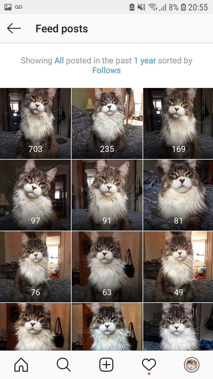 How to Make Your Pet Famous on Instagram by Zulie Rane Better