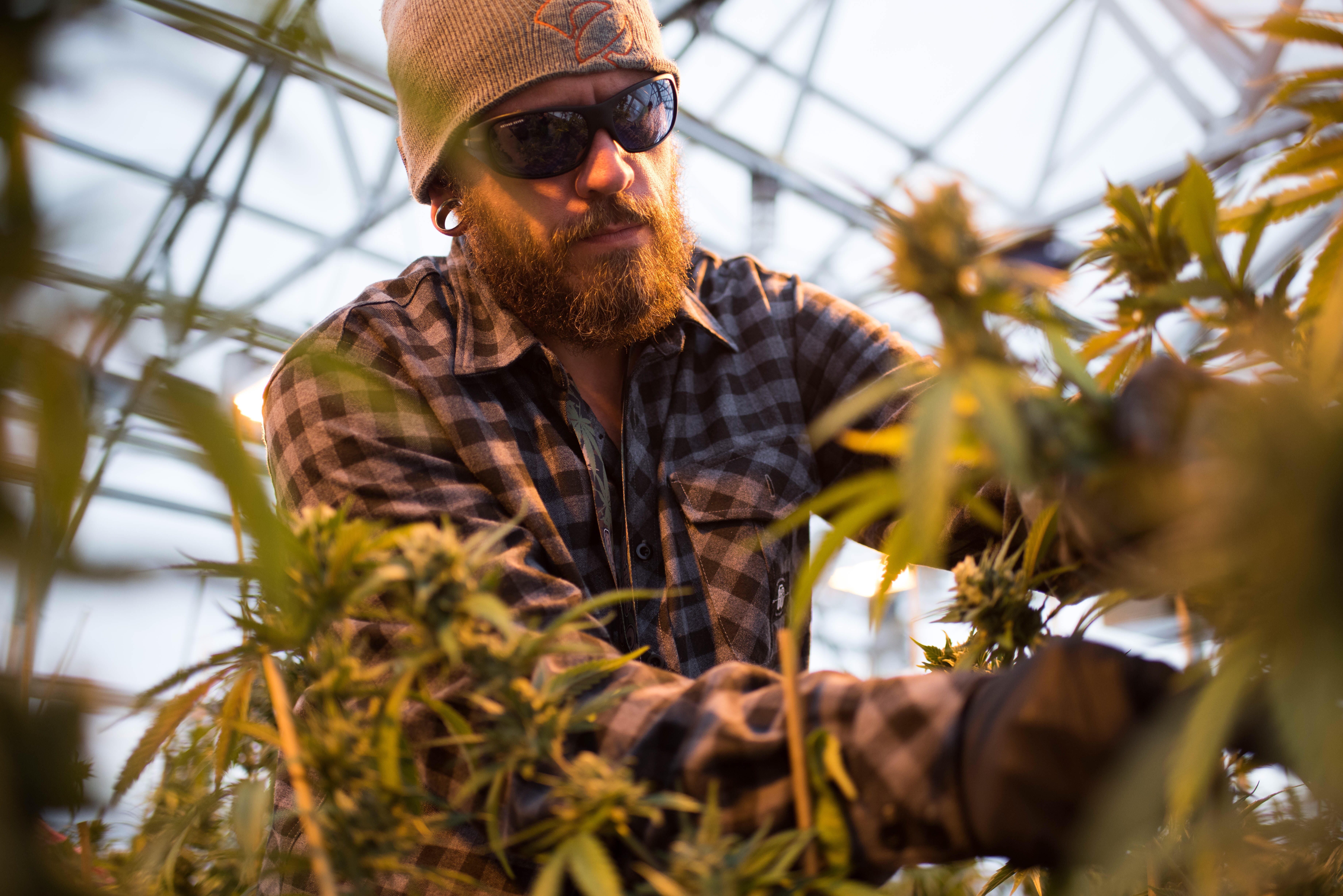19 ways hydroponics is better than soil by Eddy Medium
