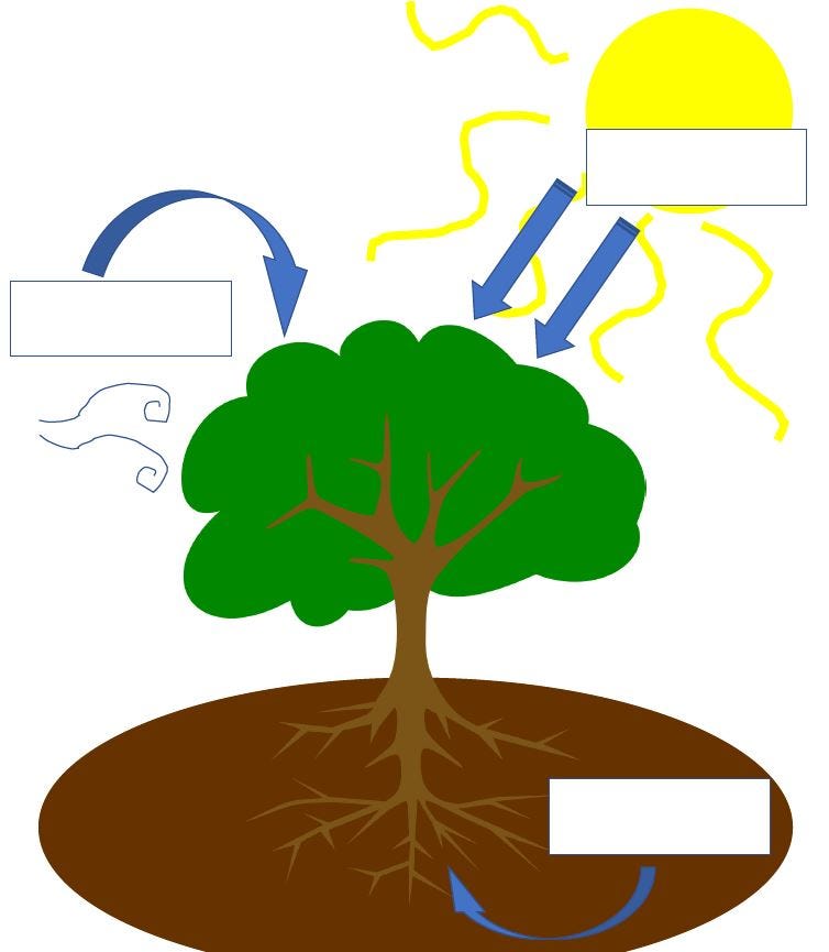 Mini Lesson Plan Photosynthesis. What do we need to grow