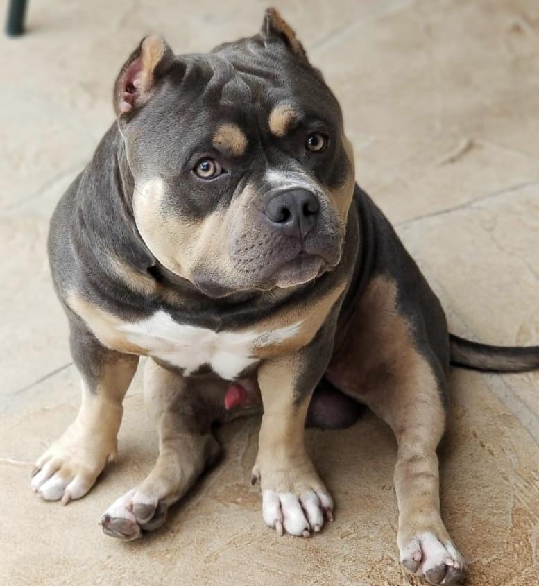 LILAC “CHAMPAGNE” POCKET AMERICAN BULLY PUPPIES AVAILABLE FOR SALE by