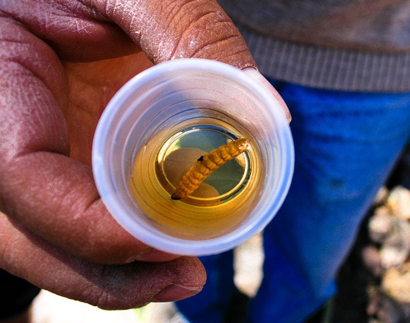 What’s The Real Story Behind the Worm in the Tequila Bottle? Medium