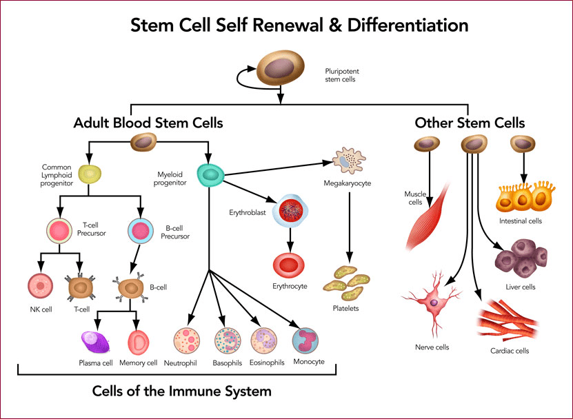 Stem Cells Future of Therapeutics Advances in biological science