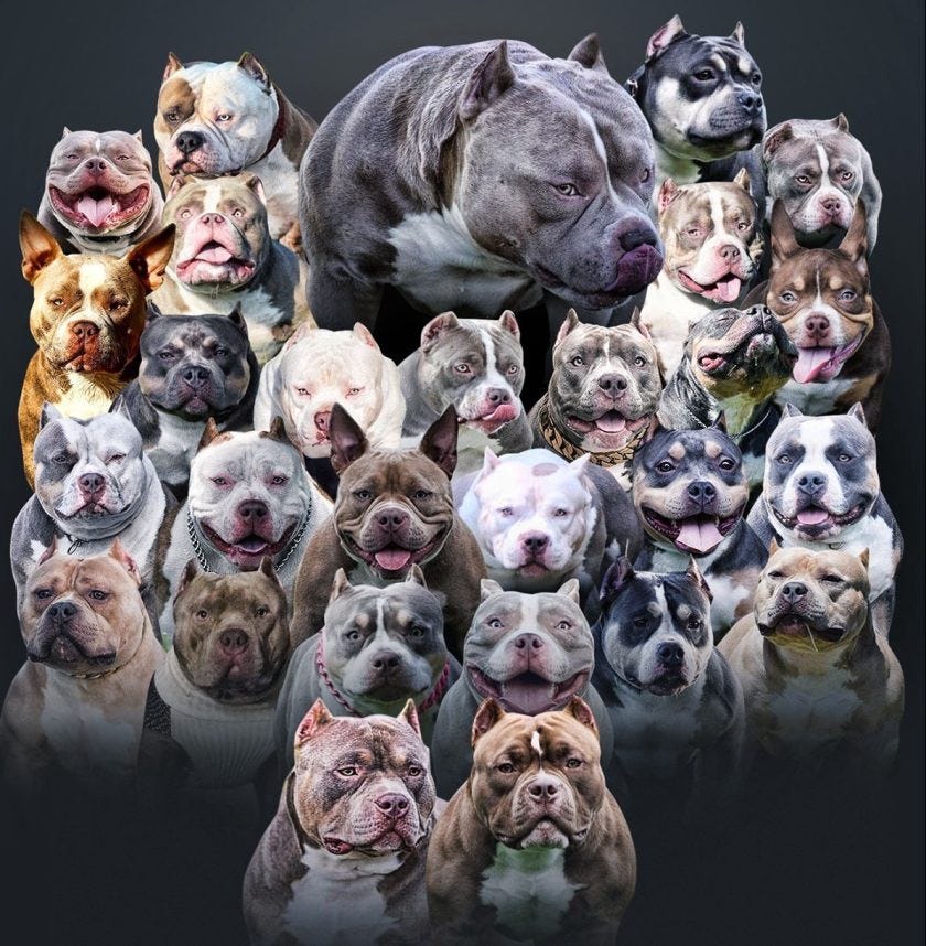 TOP AMERICAN BULLY BLOODLINE THE POCKET BULLY'S OF VENOMLINE BULLY