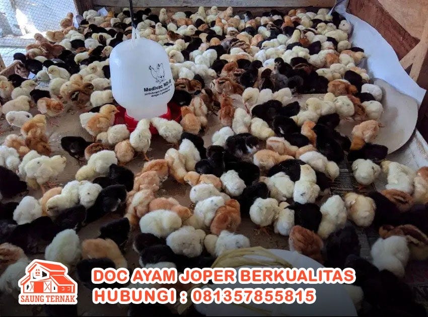 Referensi Harga Ayam Broiler Hari Ini 0857 4384 2114 wa Grosir