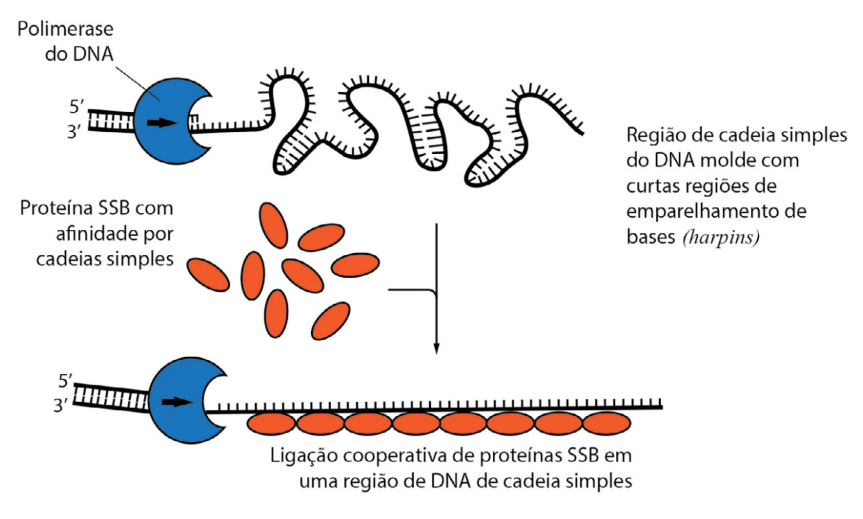 Replicação Síntese de DNA. Vimos a composição química e