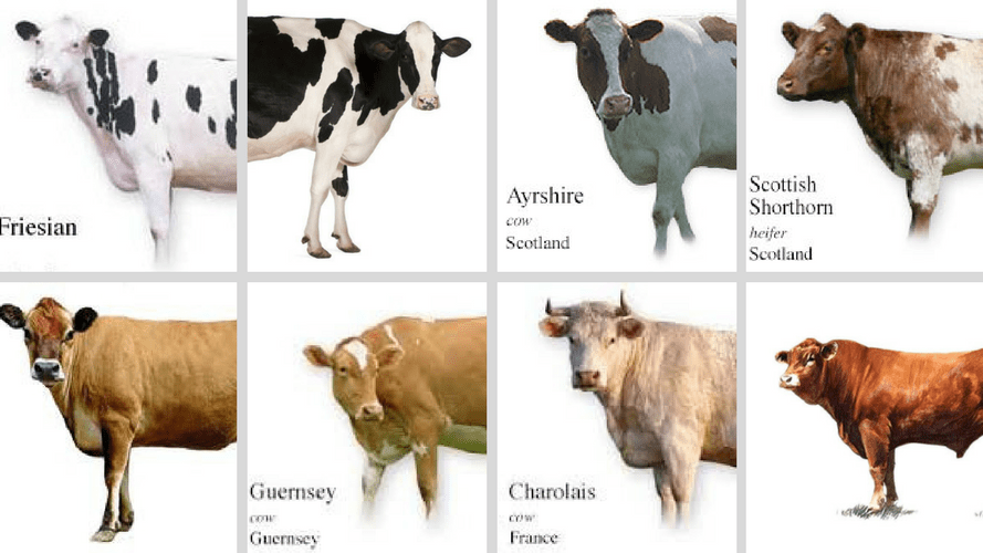 Jersey Cow or Desi Cow? Which Milk is better for your health? by