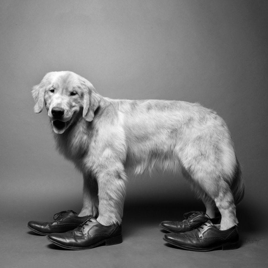 Shoe Dog. Shoe Dog A Memoir by the Creator of… by Dr. Hashim AlZain