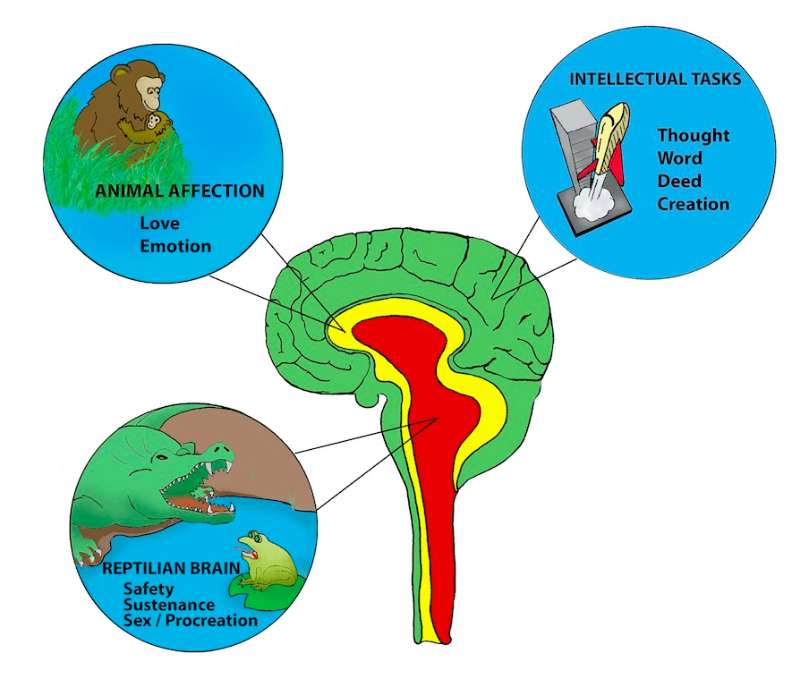 A brief overview of the developing brain How you can help