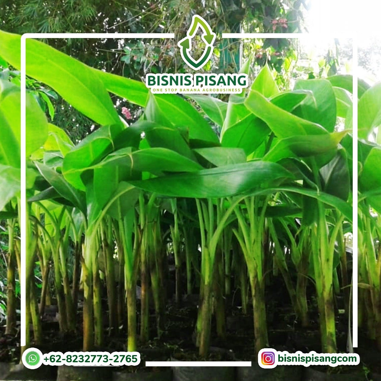 WA 0823–2773–2765 Tempat Jual bibit pisang ambon malang | by Ilham Faati |  Medium