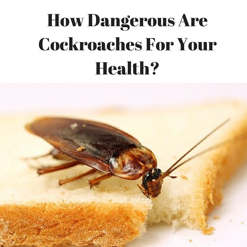 How Do You Get Cockroaches In Your House Roach cockroach Insect