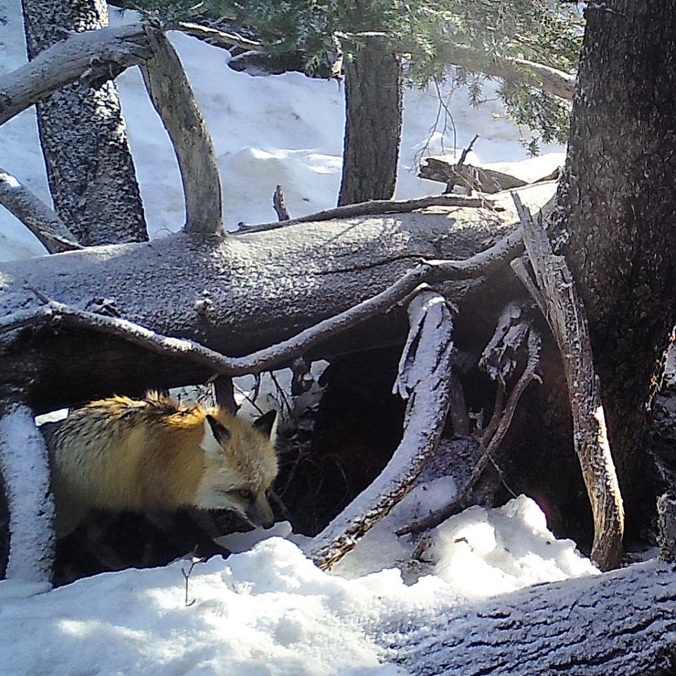 Carnivores on Camera. Community Scientists Explore Mt. Hood by