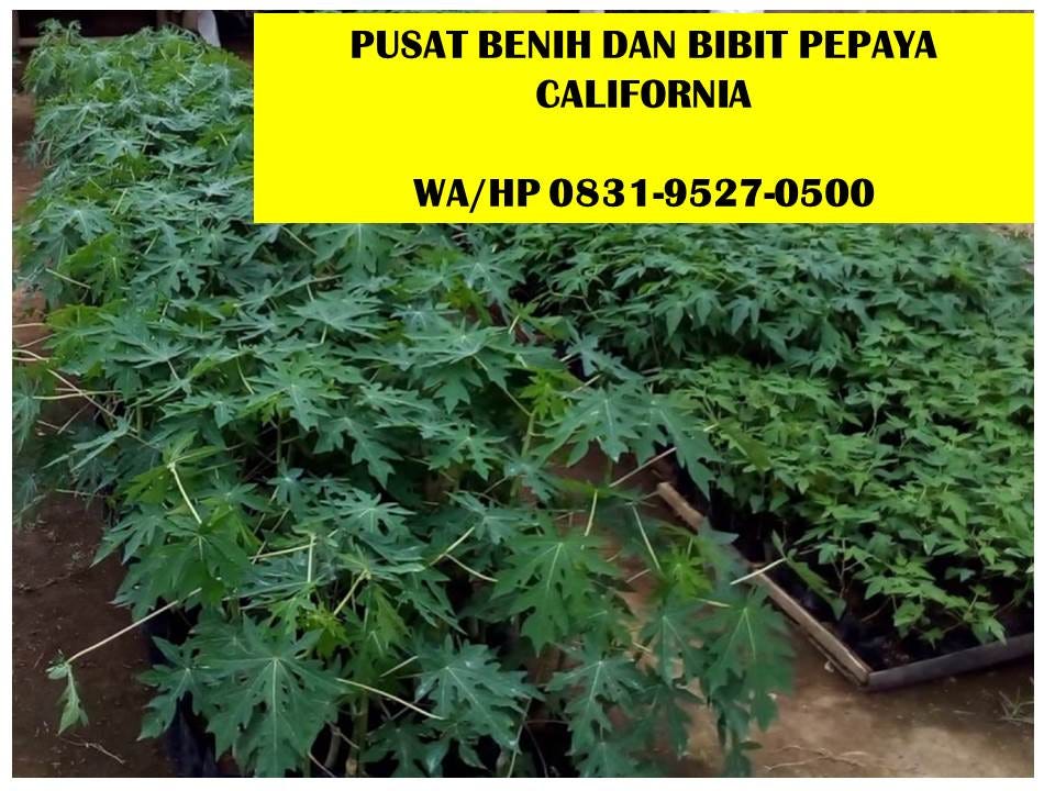 Jual Bibit Pepaya California Jawa Timur BIBIT TAMAN