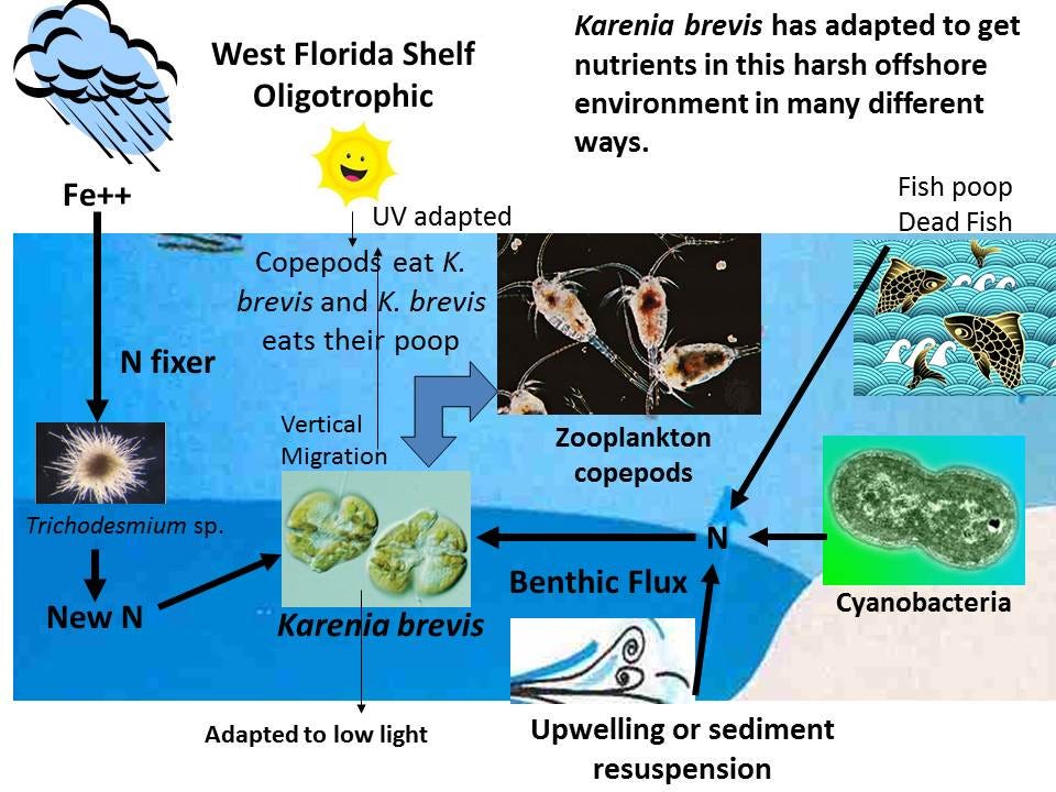 Animal Impact How red tide affects marine life by Conservancy of