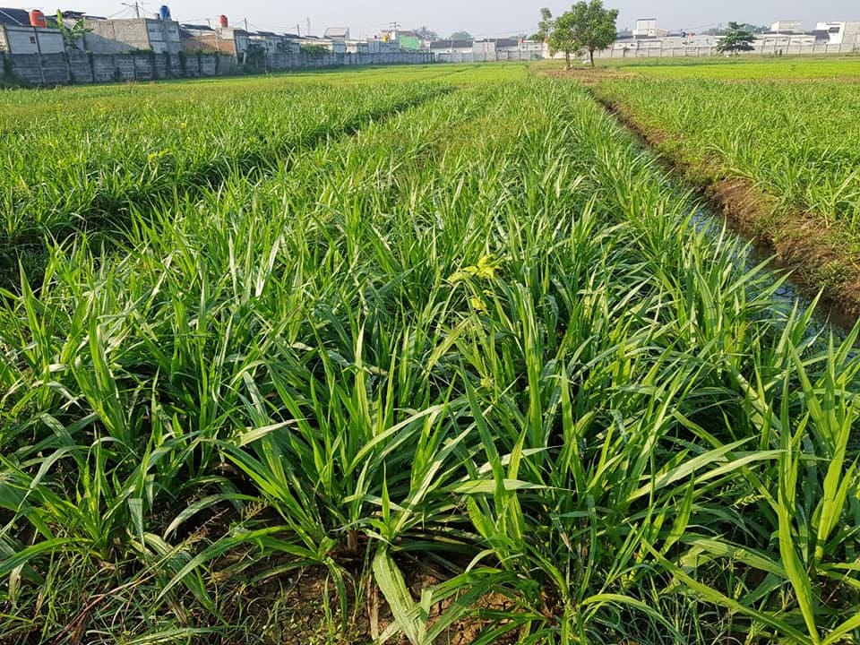 Cara Menanam Rumput Odot yang Baik Untuk Pakan Ternak by Fahrizal WA