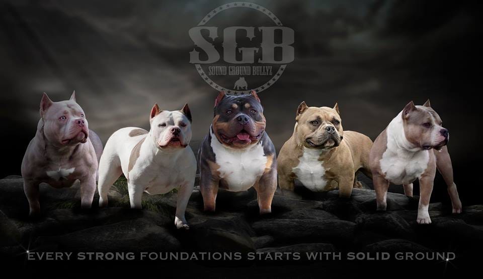 2017 BULLY KING Mascot Shamrock. Owned by Solid Ground Bullyz’ Arthur