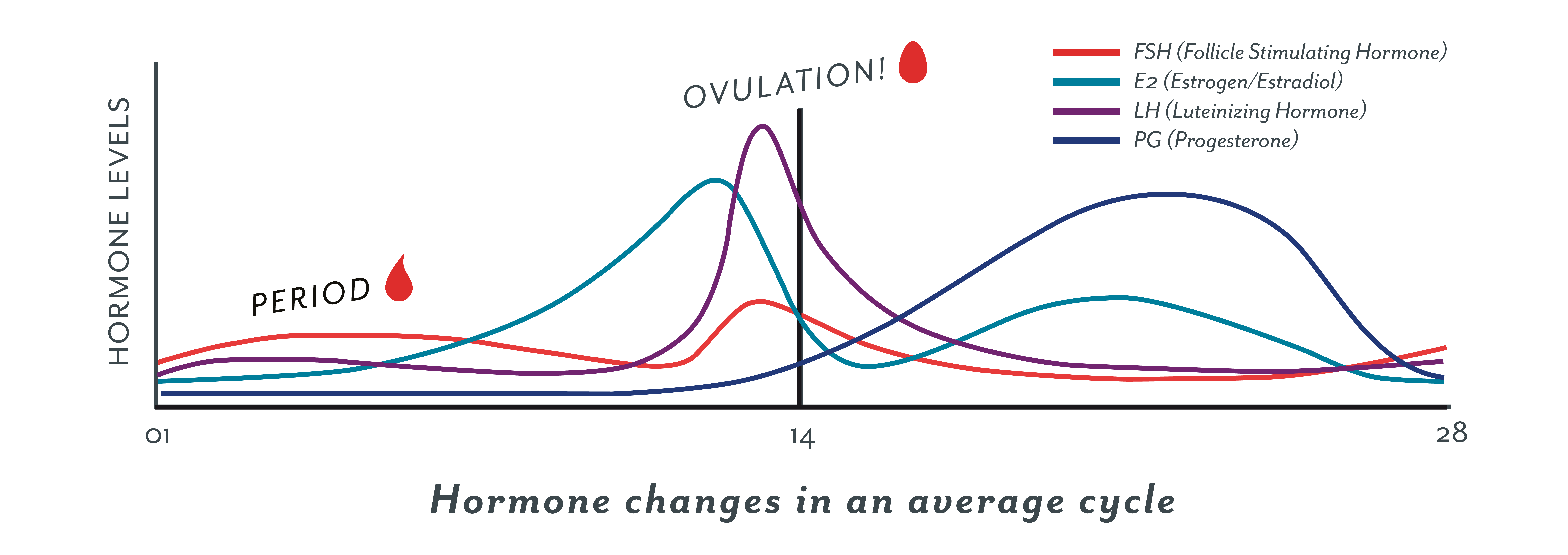 How Long After Ovulation Does Period Start