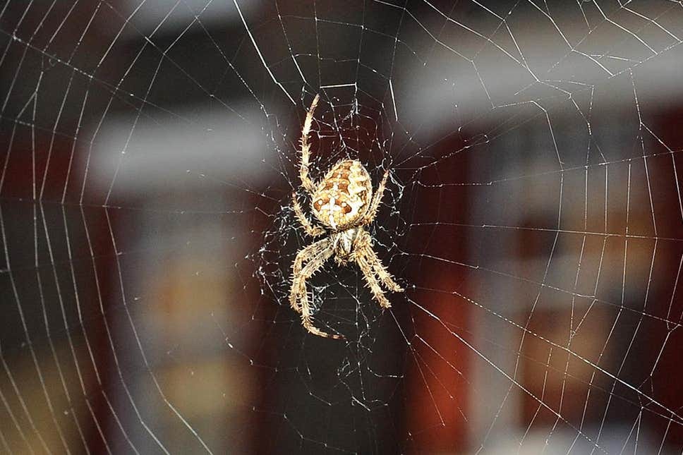 The Mechanics of SpiderWebs. Researchers are investigating the… by