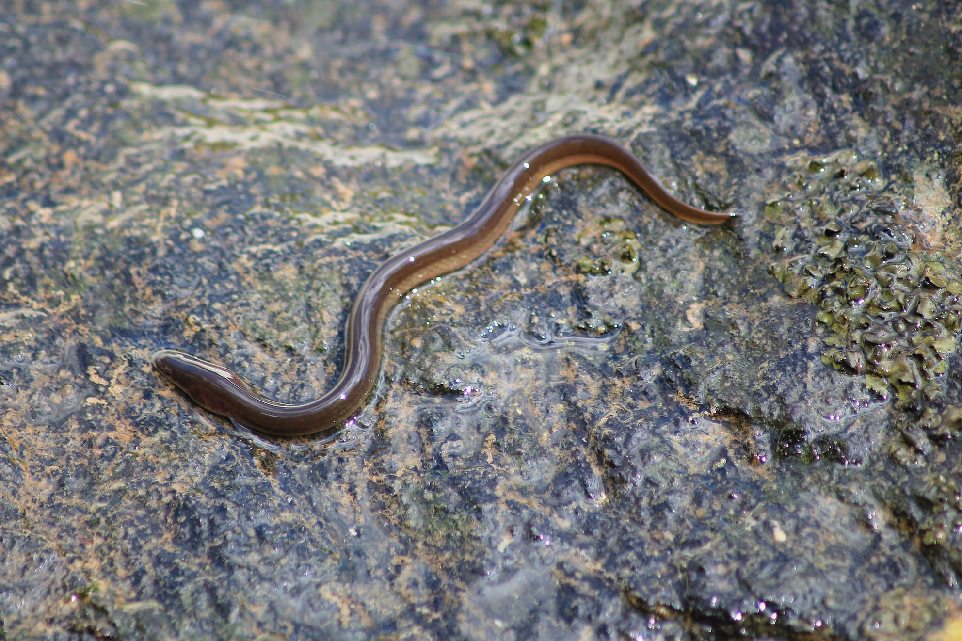 Reconnecting American Eel Migrations by U.S. Fish and Wildlife