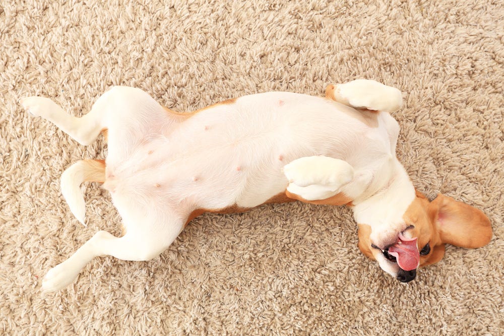 12 signs of an extremely happy pooch by Adaptil Happy