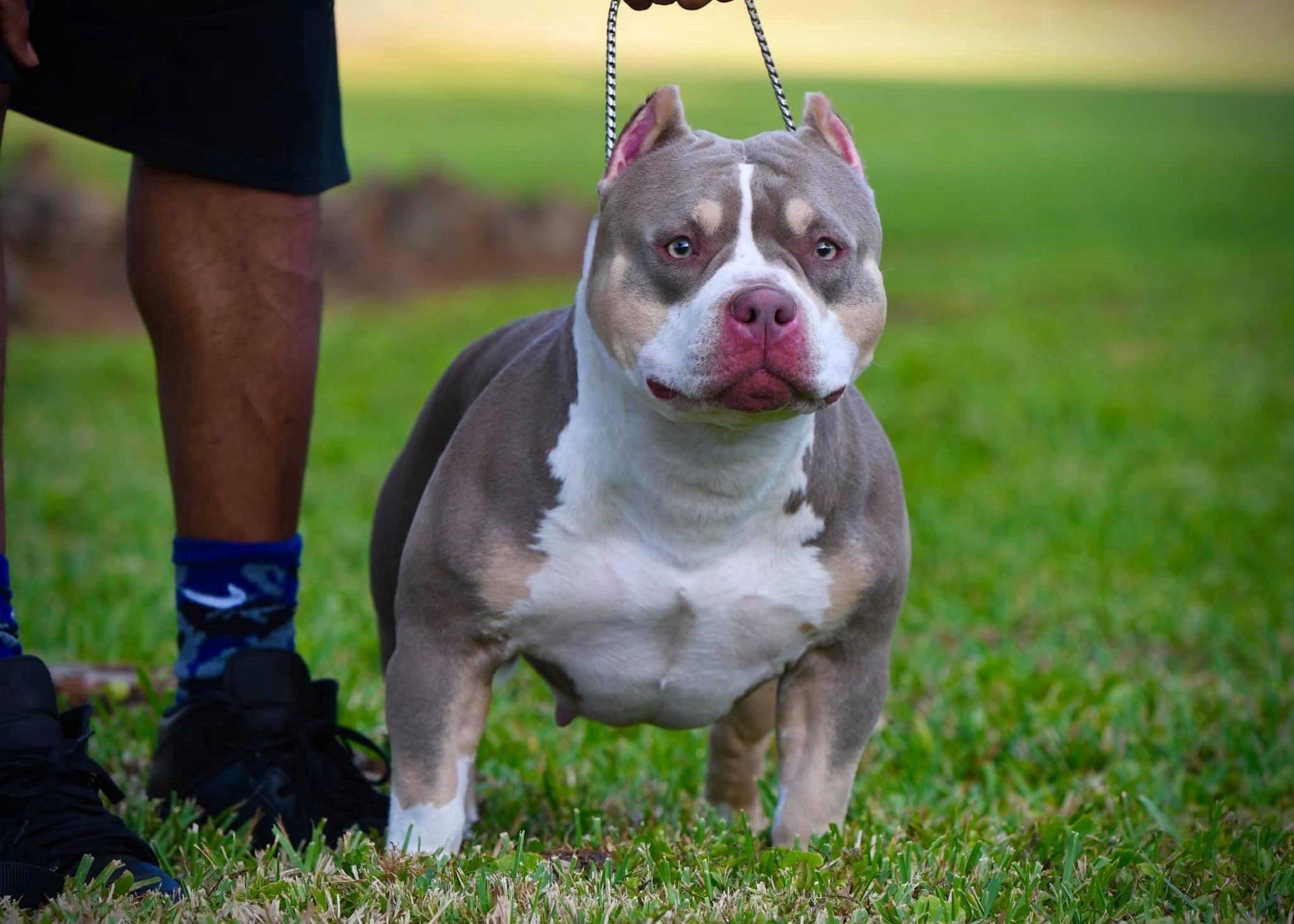 WHAT IS A POCKET SIZE AMERICAN BULLY? MICRO VS POCKET, STANDARD, XL