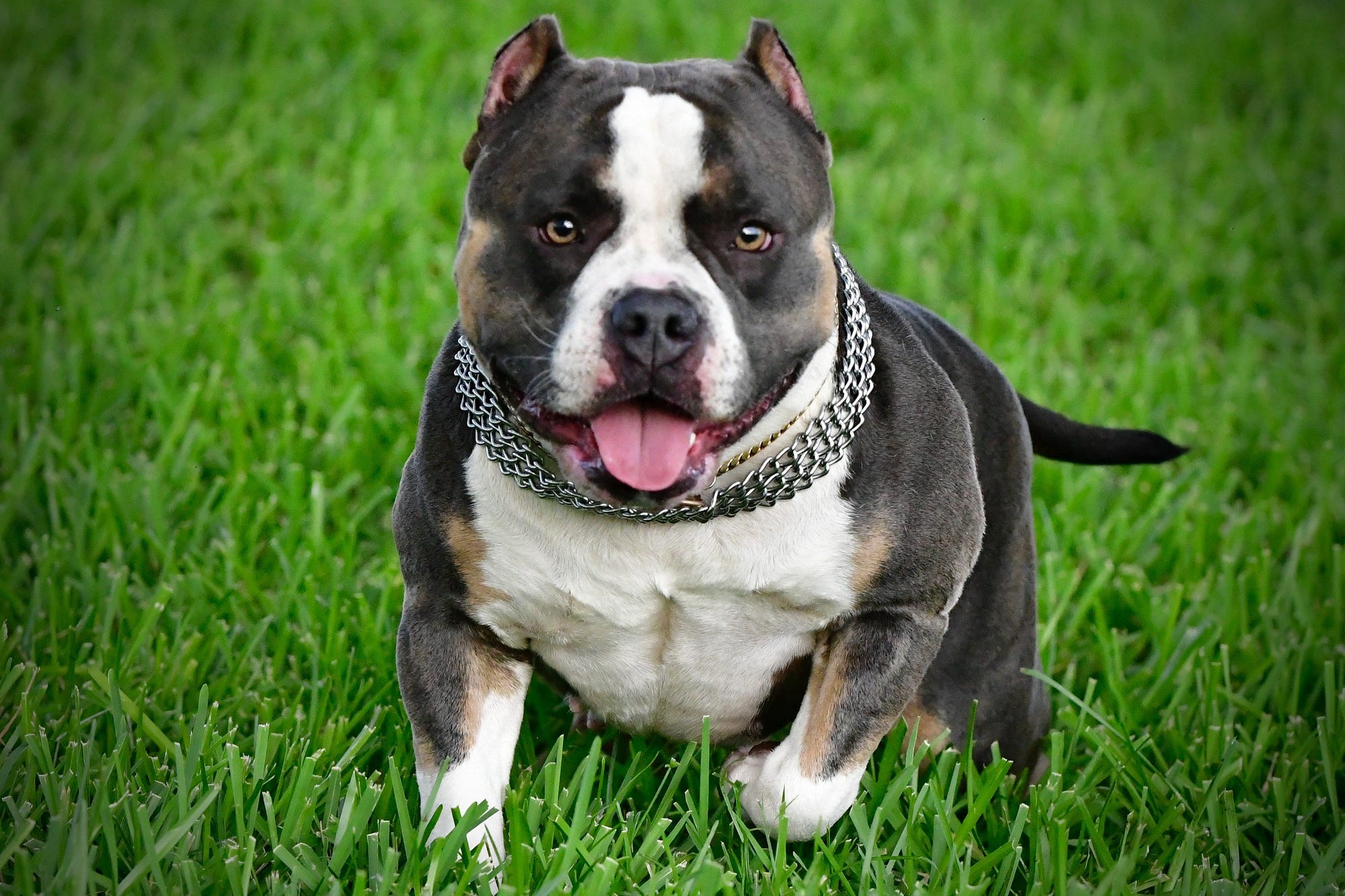 THE TOP AMERICAN BULLY KENNELS. EXTREME BUILD POCKET AMERICAN BULLY