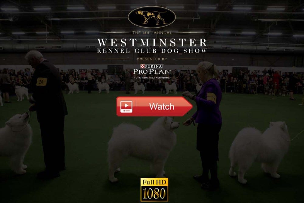 Westminster Dog Show 2020 Live Stream Kennel Club Dog Show, Start Time