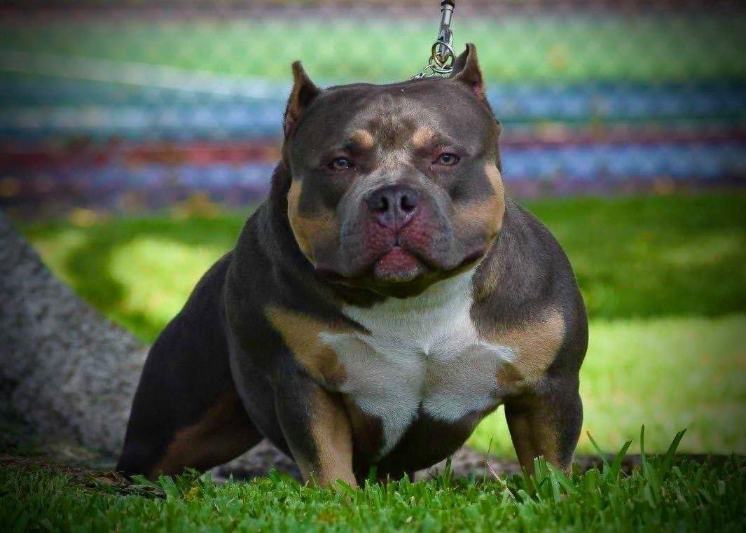 WHAT IS A POCKET SIZE AMERICAN BULLY? MICRO VS POCKET, STANDARD, XL