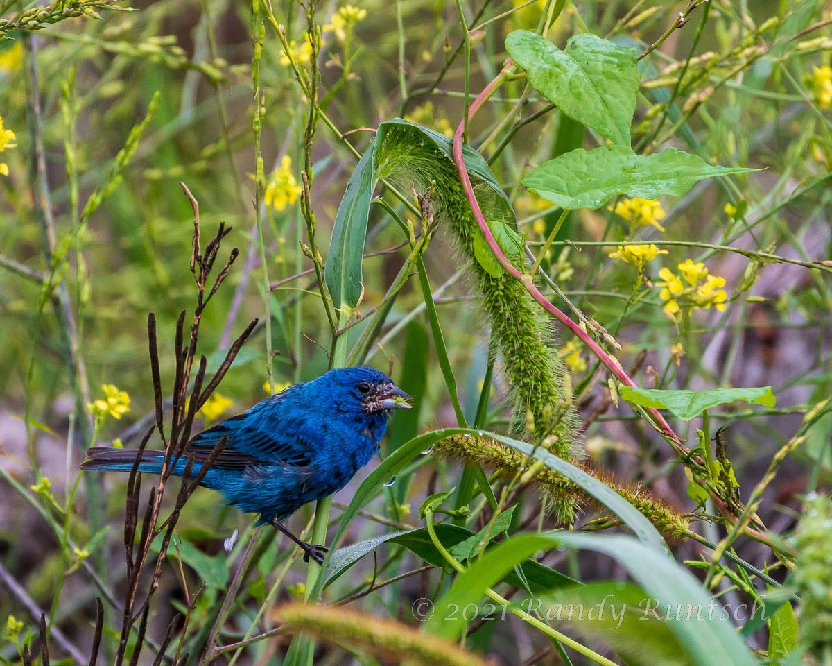 Indigo Bunting — Antidote 2 to the Summer Bird Photography Doldrums