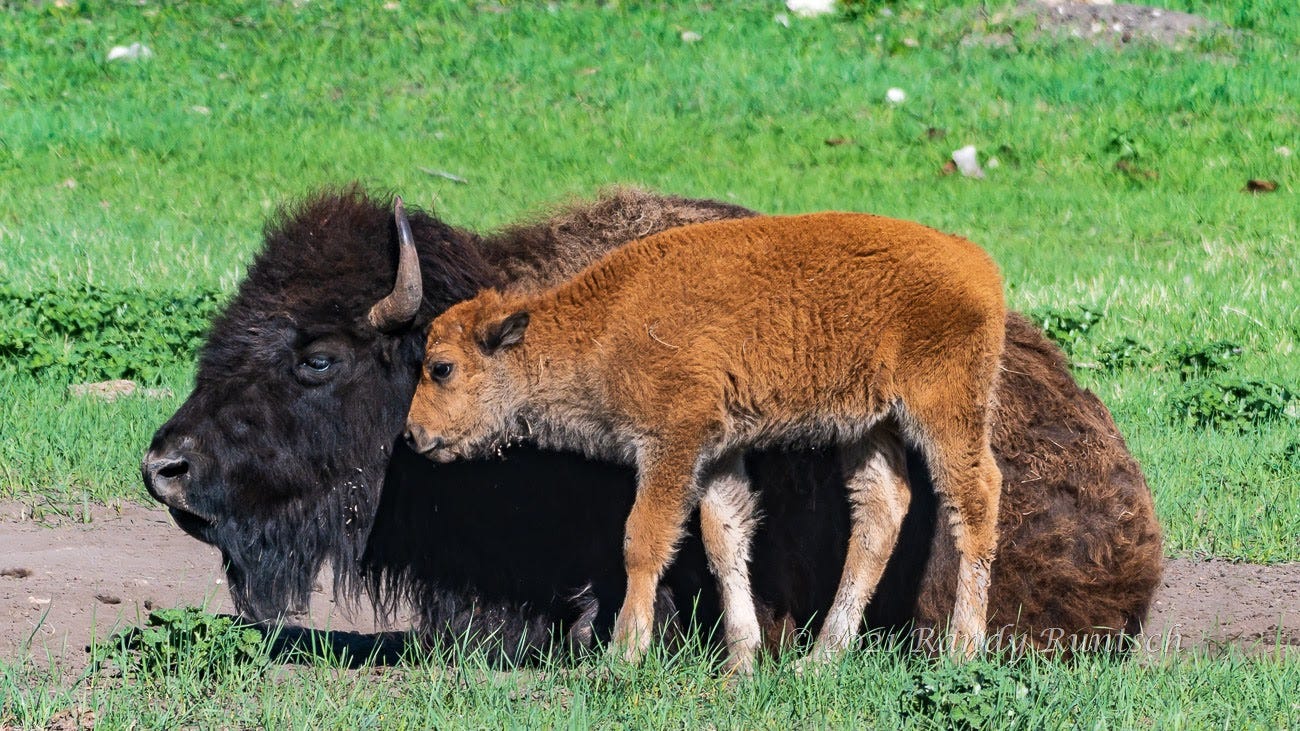 American Bison Calving Season in the Black Hills by Randy Runtsch Wildlife Trekker May